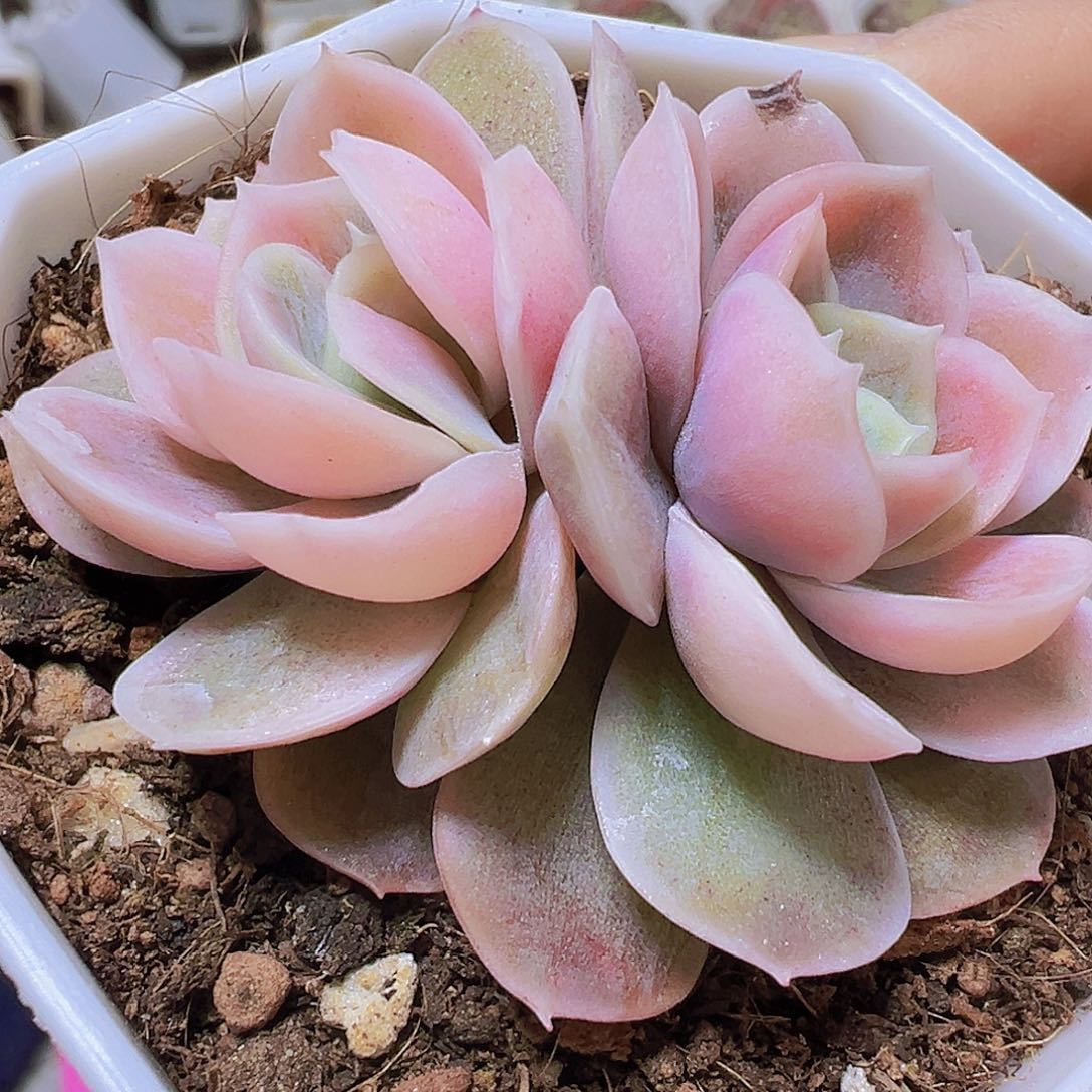 蓝色惊喜锦19包邮