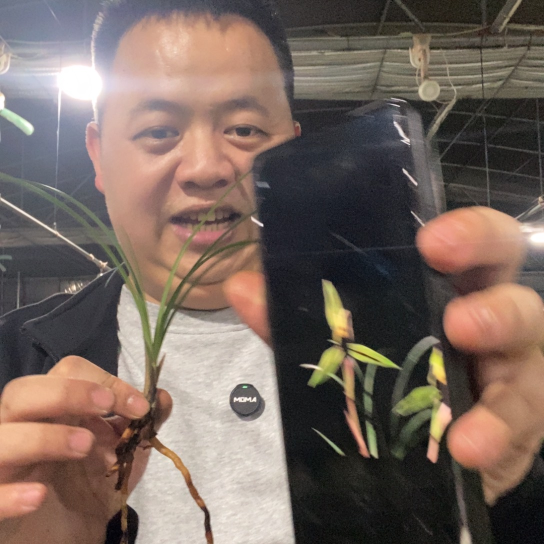 当前无花栽培后可以开花包公魂 13