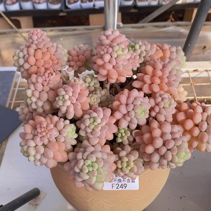 鱼子酱老桩20cm249多肉植物