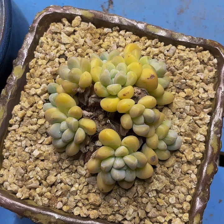 一样物品一物一拍香芋