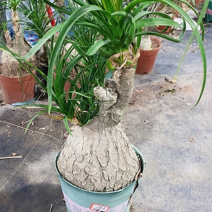 吹***基无花朵老桩酒瓶兰