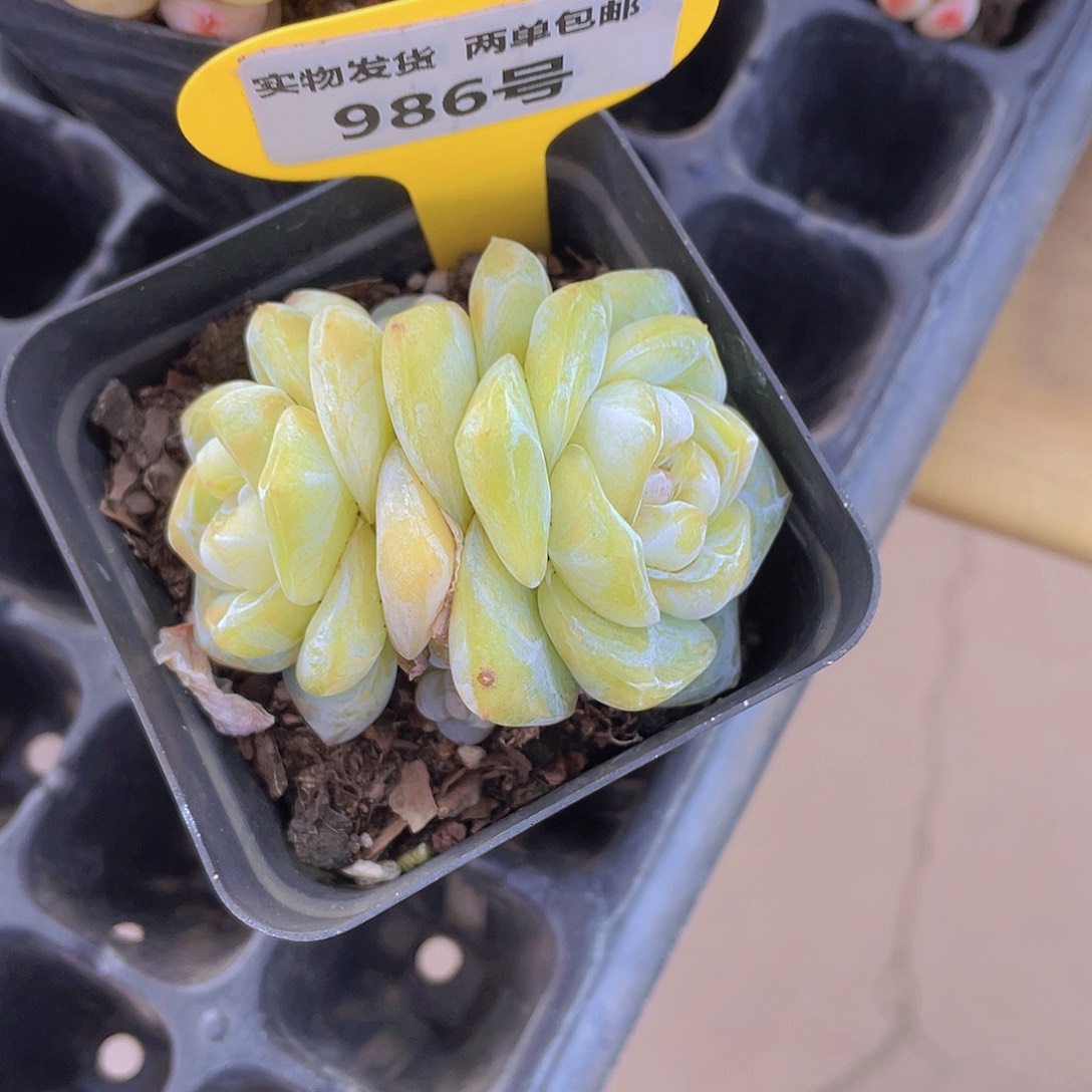 986号 珍妮精品一颗