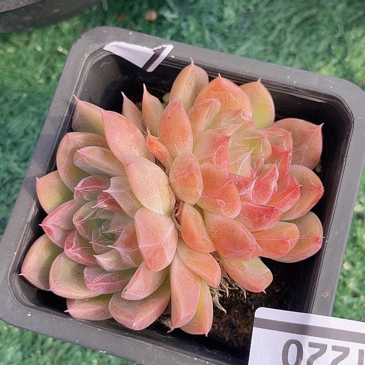 钻石珍妮1220多肉植物
