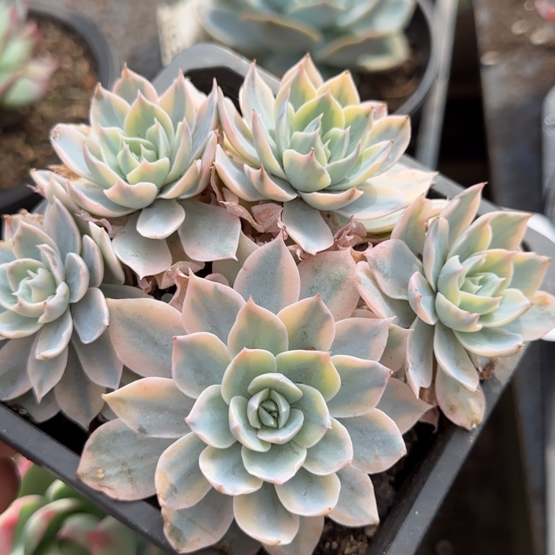 皮试锦一物一拍包装收缩花旱