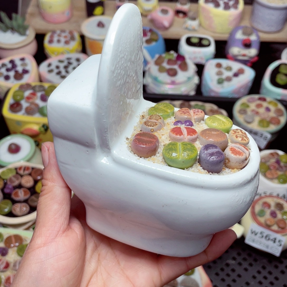 w5651 -零下地区拍保温箱-15支持寄养