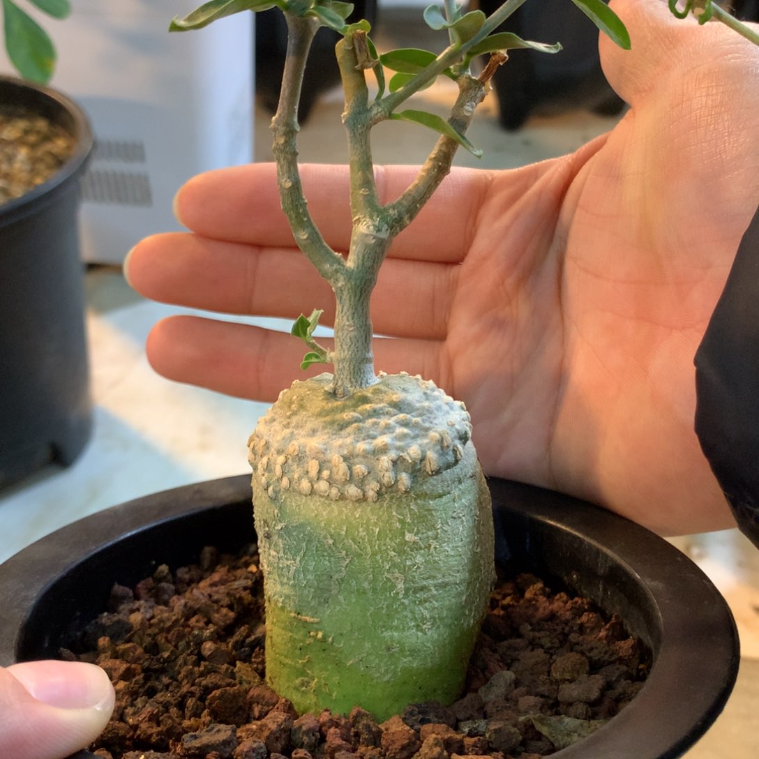 火星人块根实生小苗