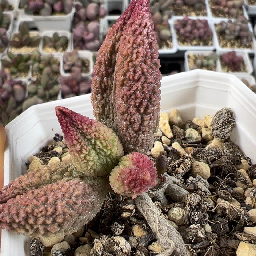 实生新品多肉植物水泡实生新品