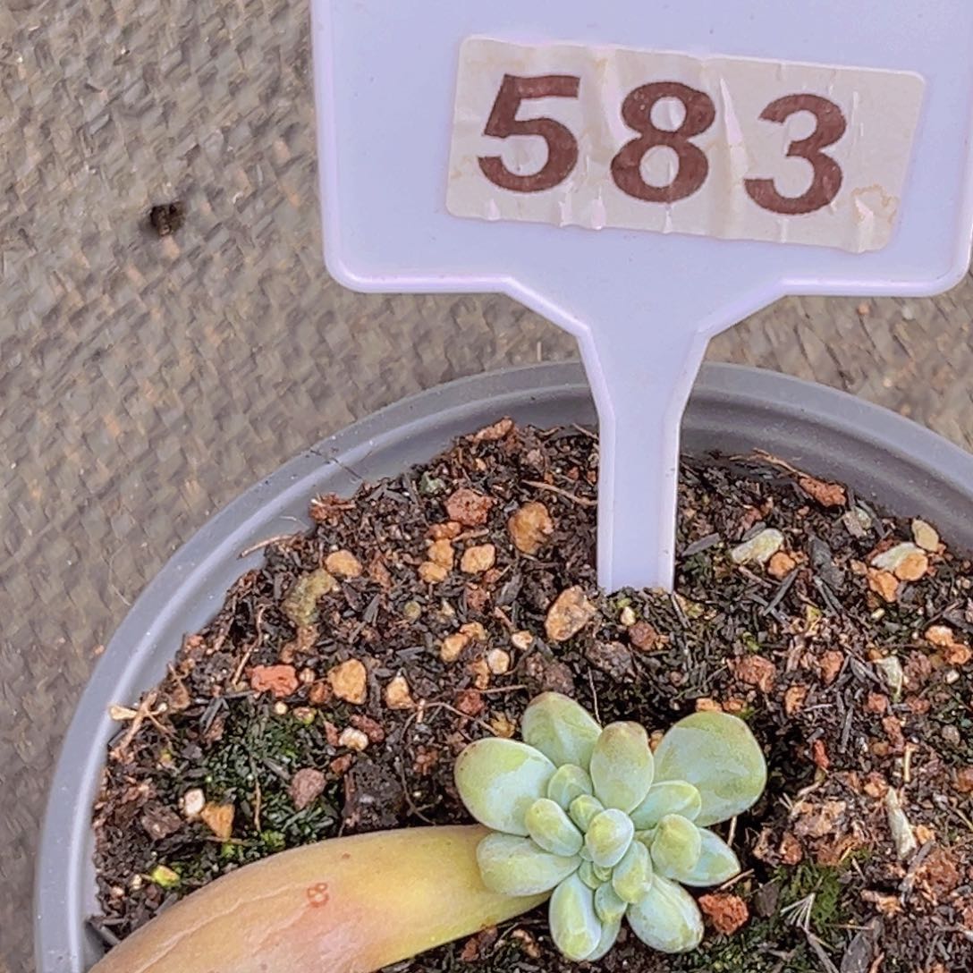 多肉植物阿蒂斯托583
