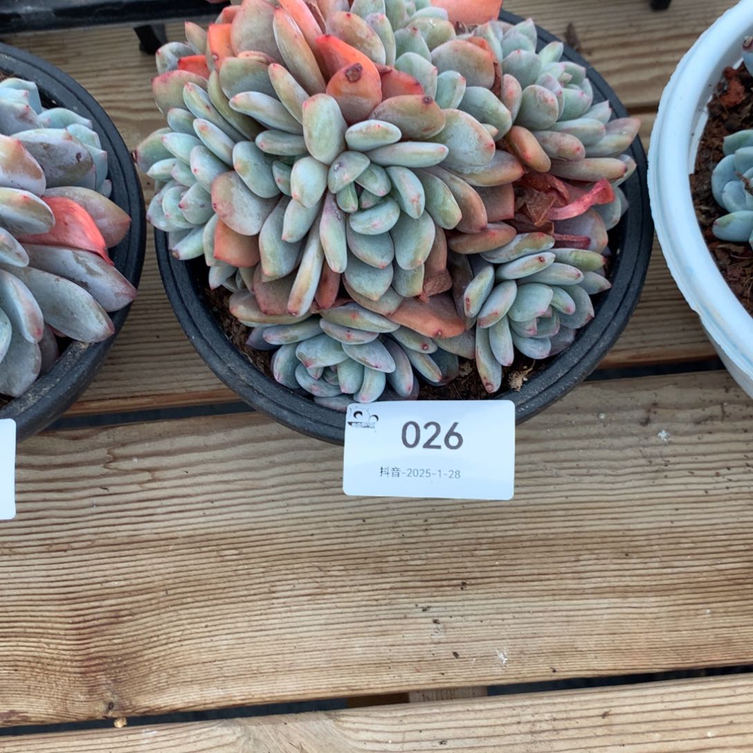 026号石榴籽多肉