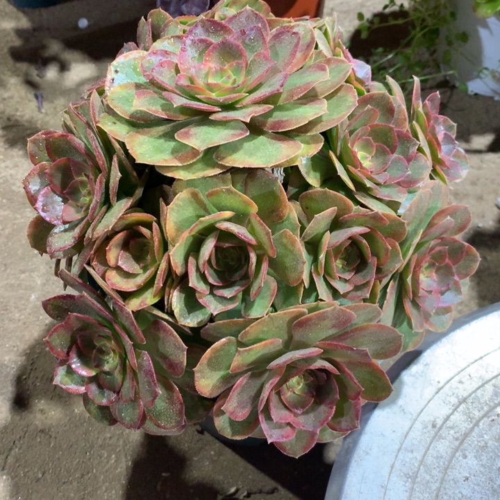 1466火狐多肉植物