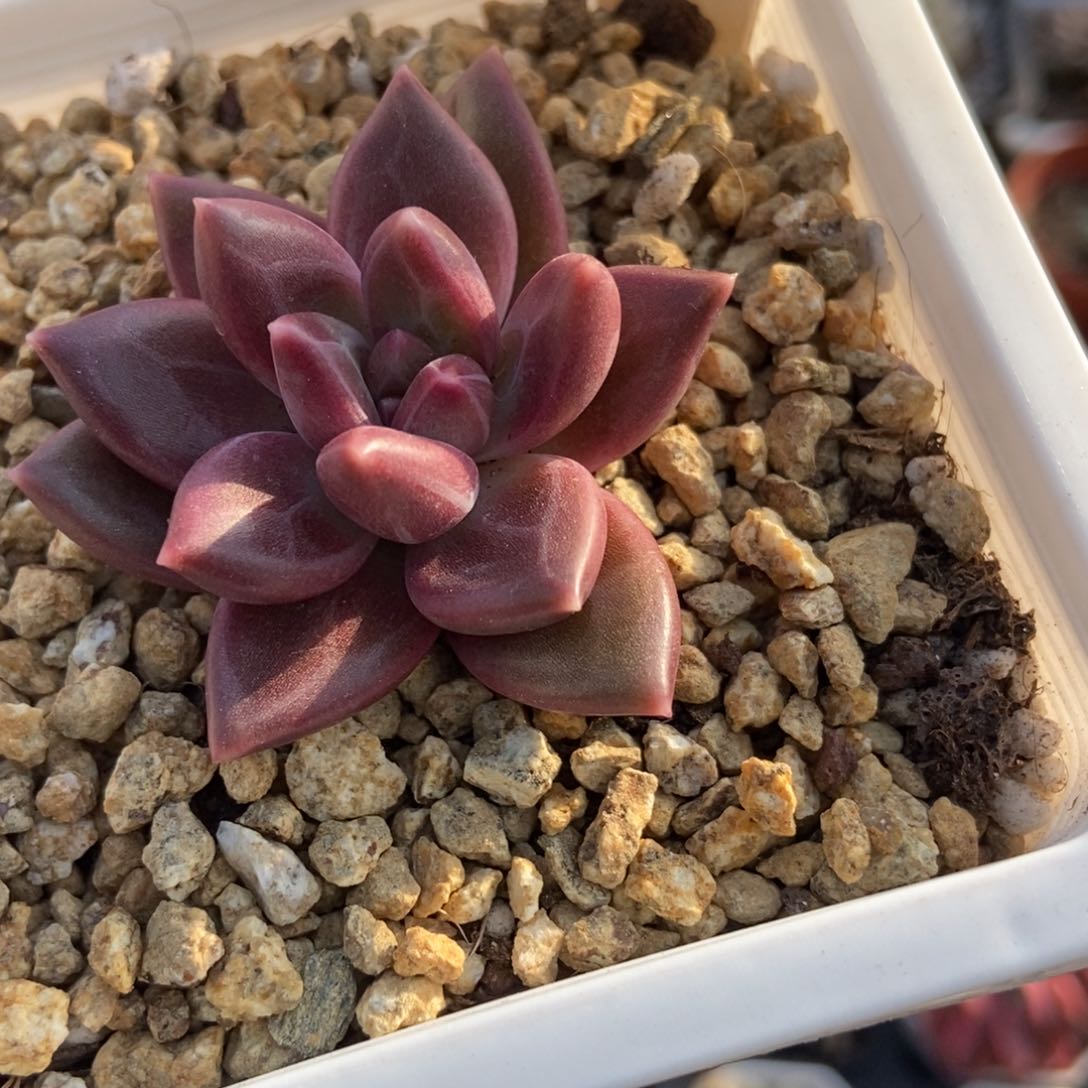 1991迷雾泡泡多肉植物保护