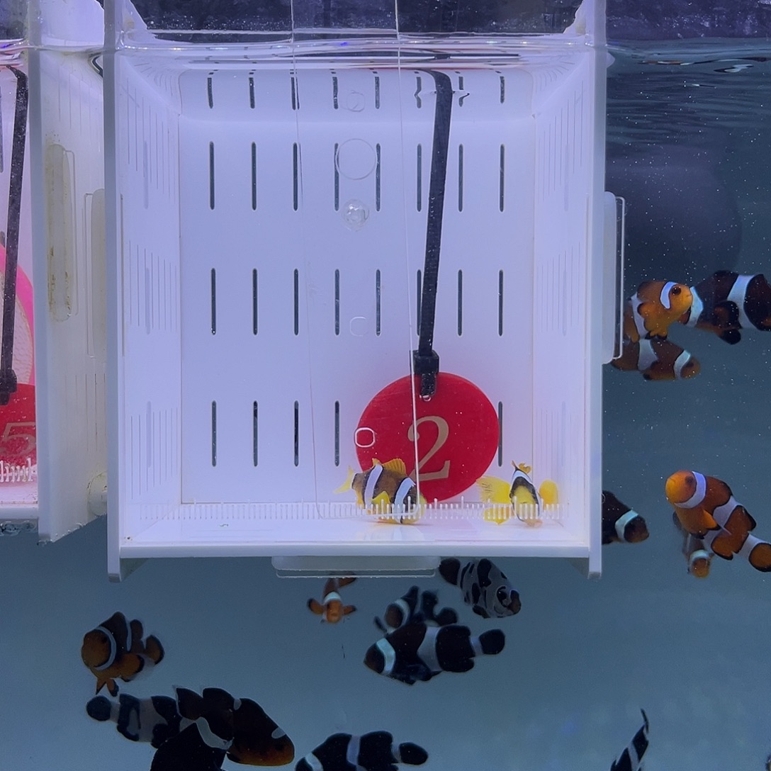 海水鱼人工金双待3-4厘米