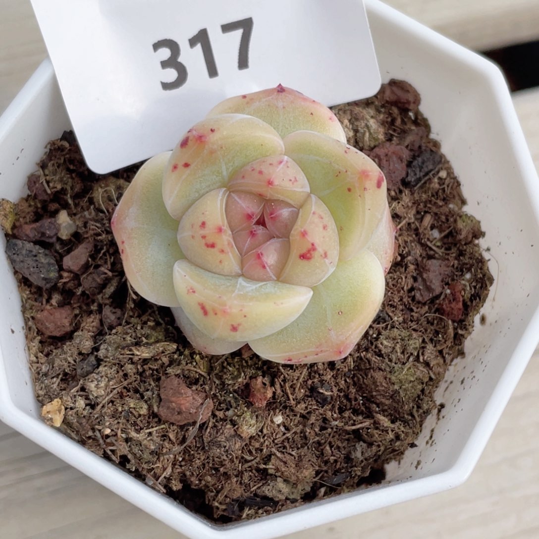 317号糖心冰心珍妮