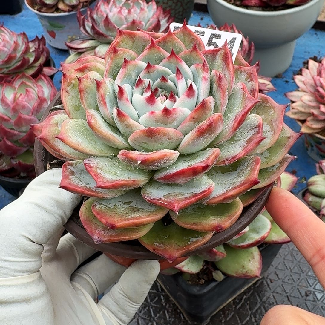 惊鸿惊鸿惊鸿 554..........