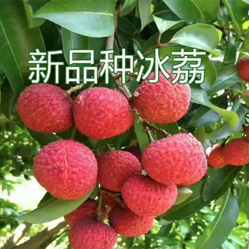 冰荔枝果树苗妃子笑荔枝苗无核荔枝果苗糯米糍白糖罂果树苗