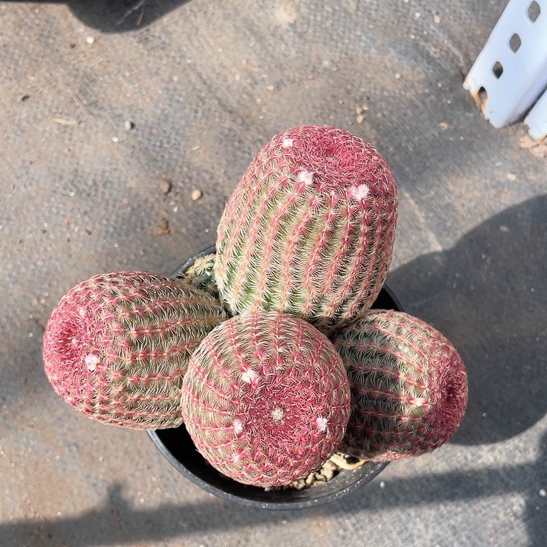 四头红太阳带盆发货多肉