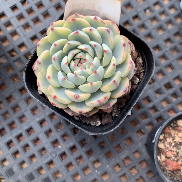 姬莲锦多肉植物的