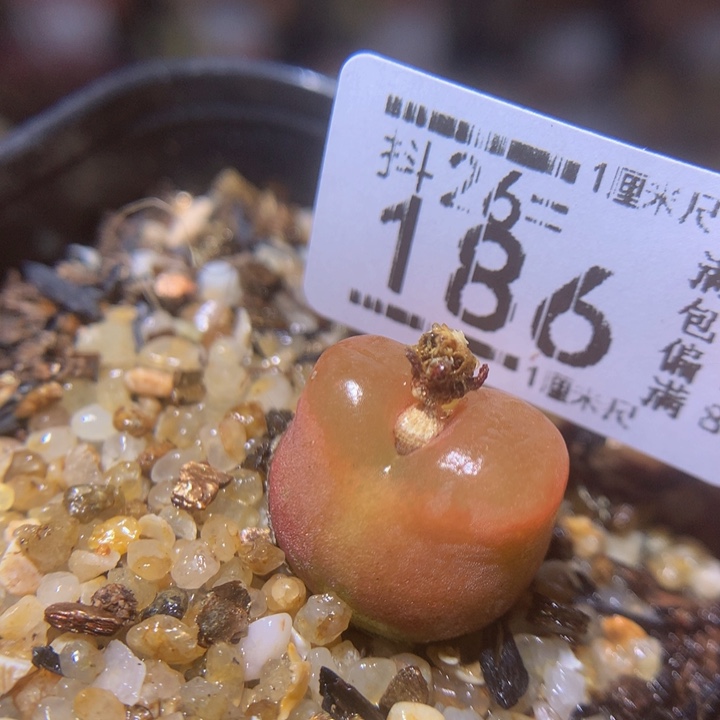 精品生石花26.186水蜜桃