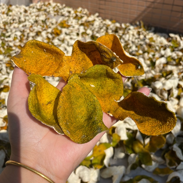 【二红断皮】2025年天马圈枝二红断皮收藏口粮做菜煲汤整皮一样品质