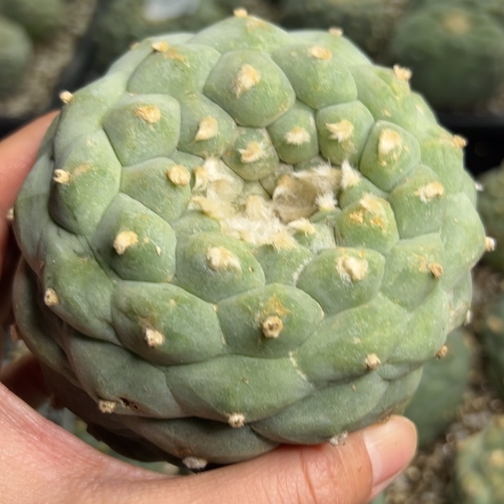 202 无根 仙人球的故事是