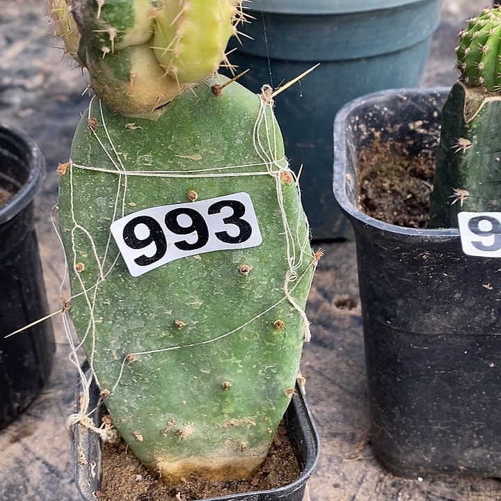 小***龙黄大刺嫁接宇宙点锦993