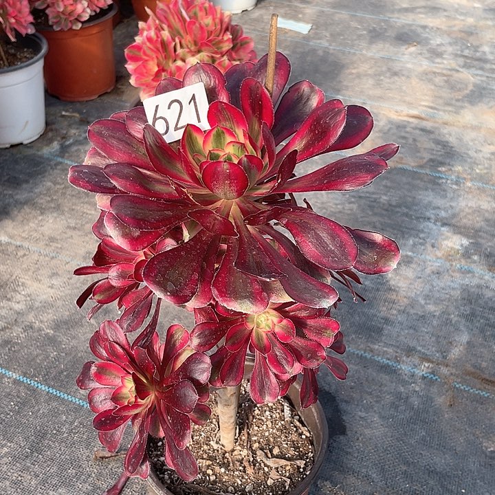 丽娜621法师多肉