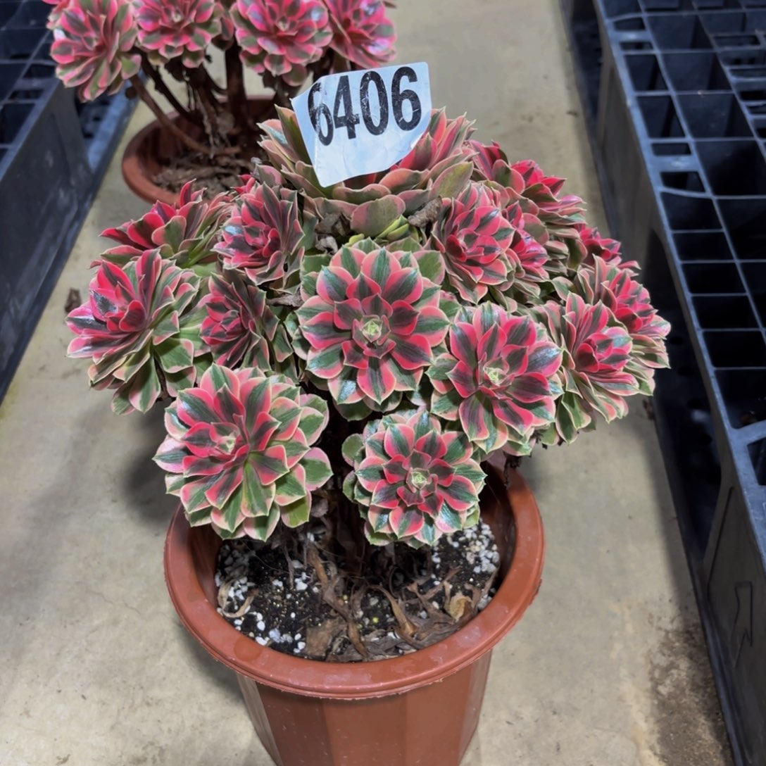 嘉***2无花朵6406女妖1111111