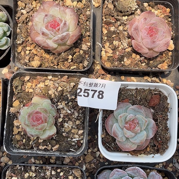 阿雅园艺。     2578