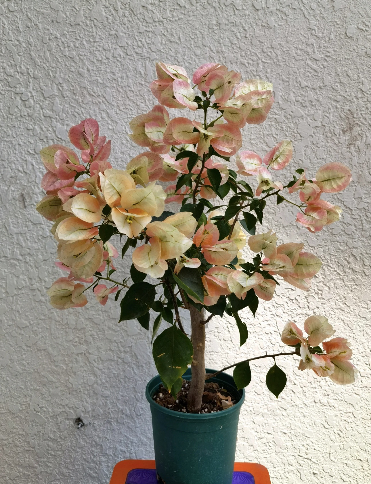 【凤凰】三角梅直播间一物一拍，复色百变凤凰勤花爆花品种