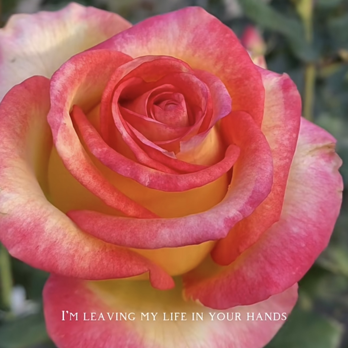 女王 根接苗 匠人月季 玫瑰花 四季开花阳台盆栽植物