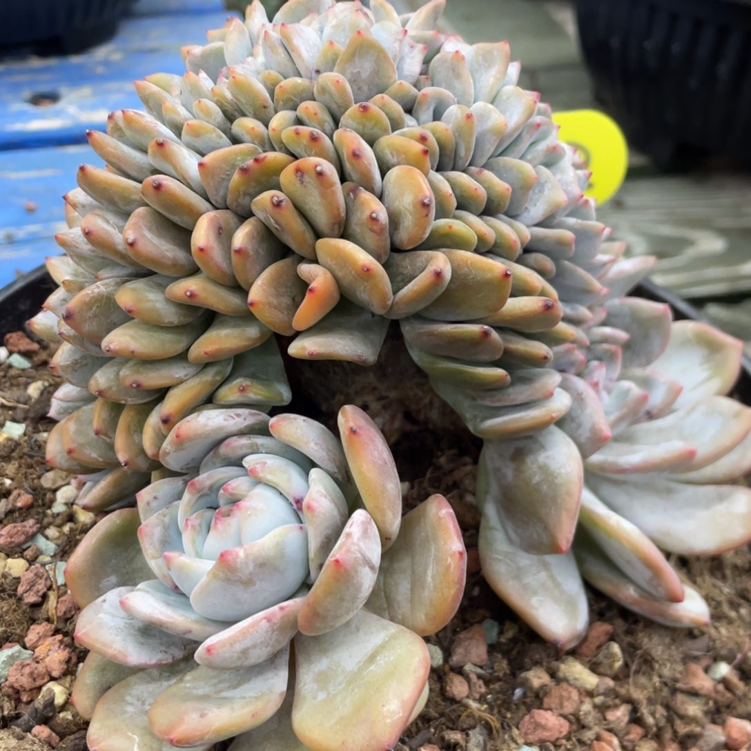 星影缀化鸡腿桩默认底切A42