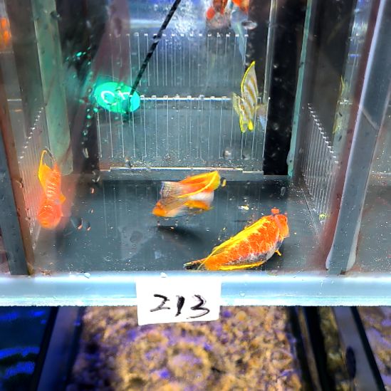 海水鱼黑腹快闪龙5-50-213