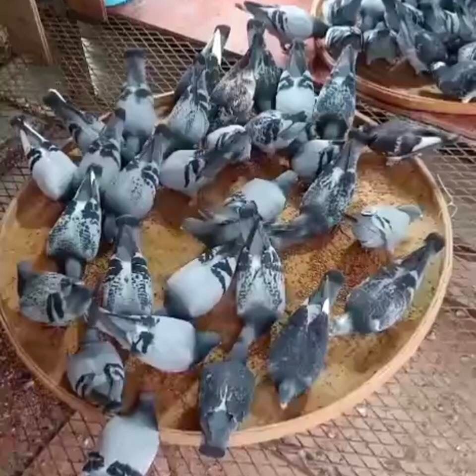 鸽子竹编食槽食盘赛鸽喂食用品用具鸽具专用喂食器