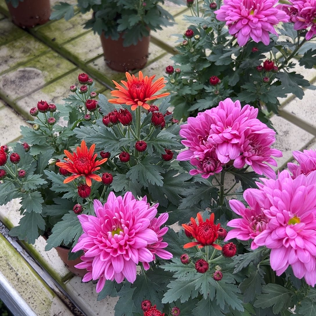 大部分花苞少量开放双色