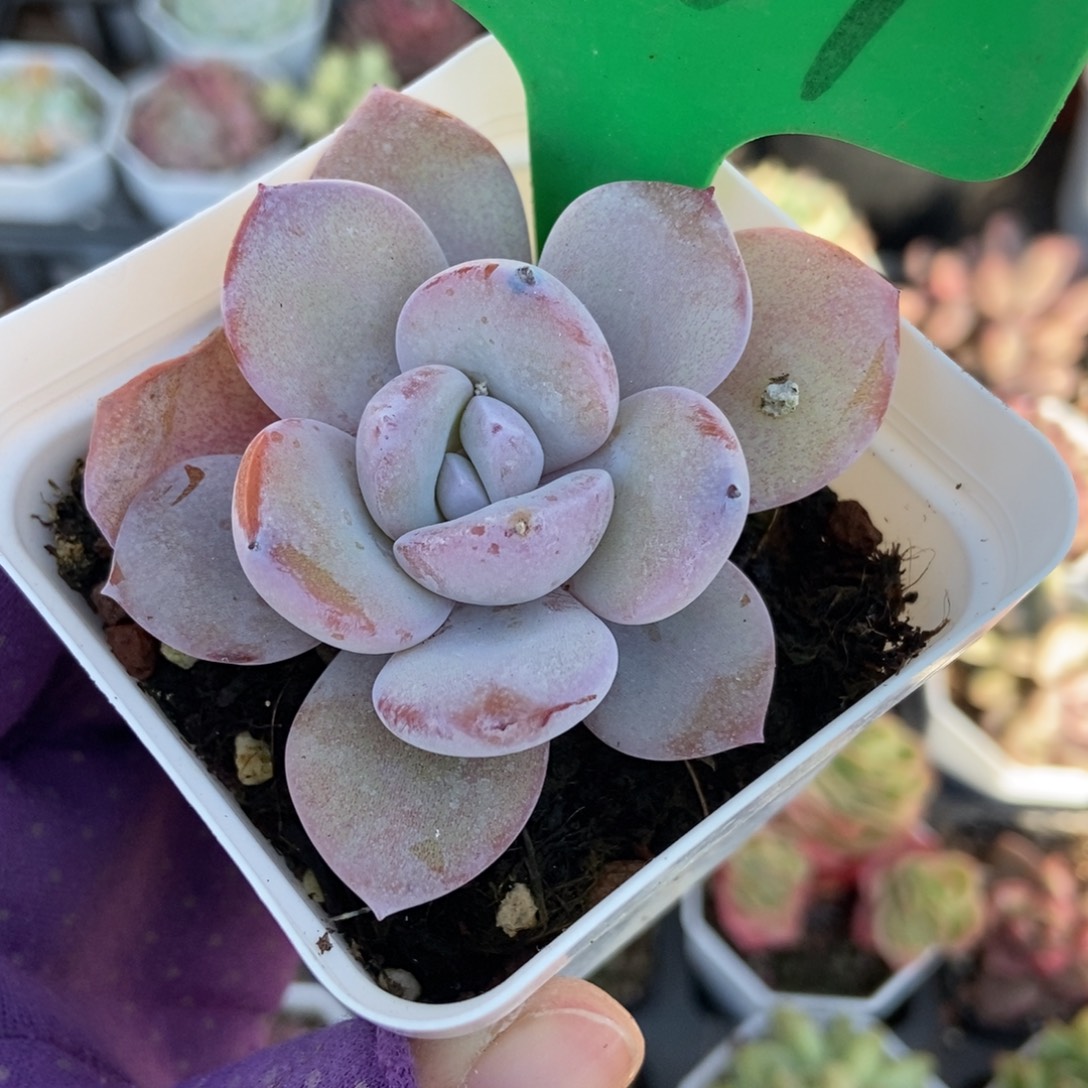 3137奶茶多肉植物多肉