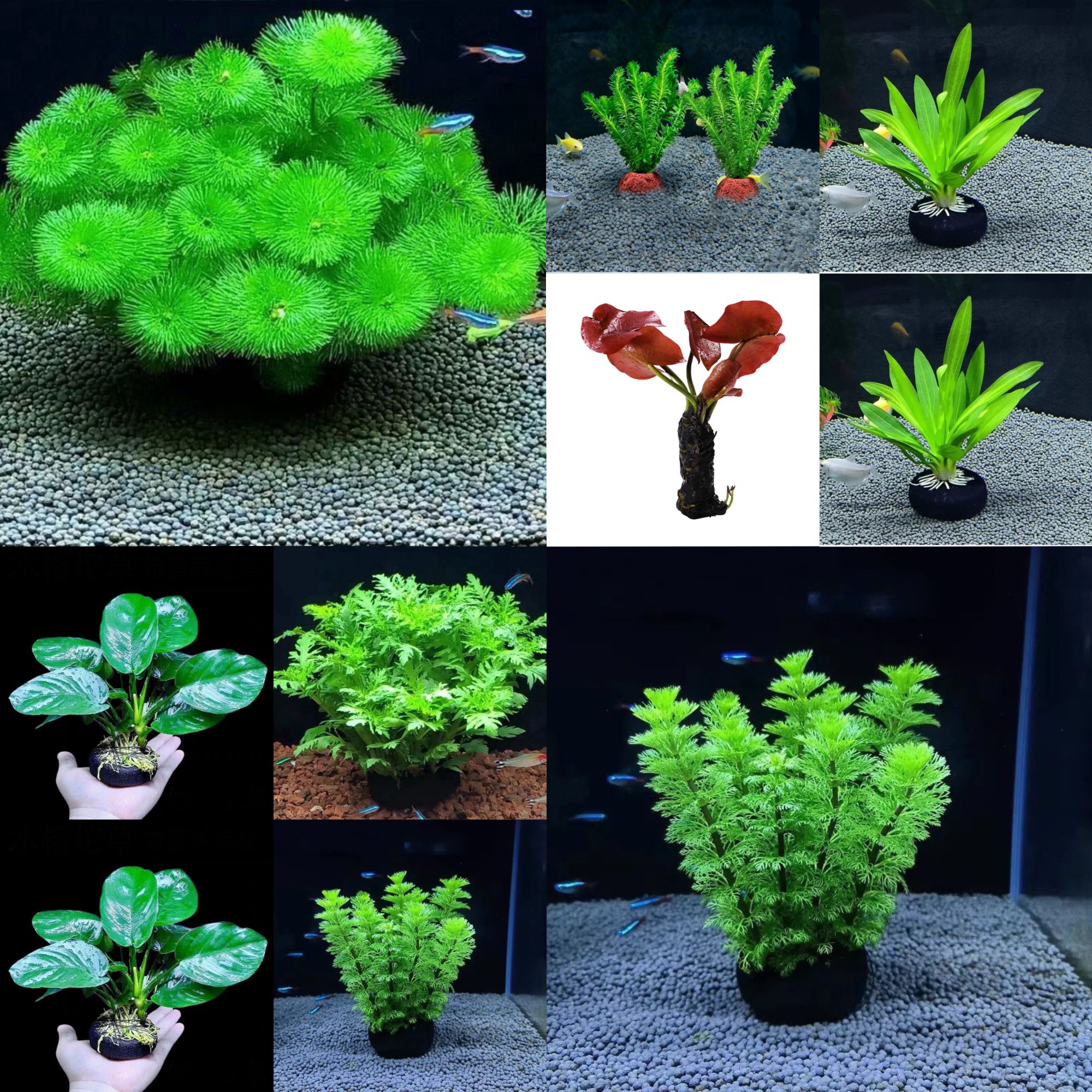 古法缸生态缸水草套餐坨草阴性水草净化水质增氧造景