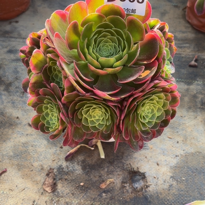 瑞妈多肉植物0 09奶白