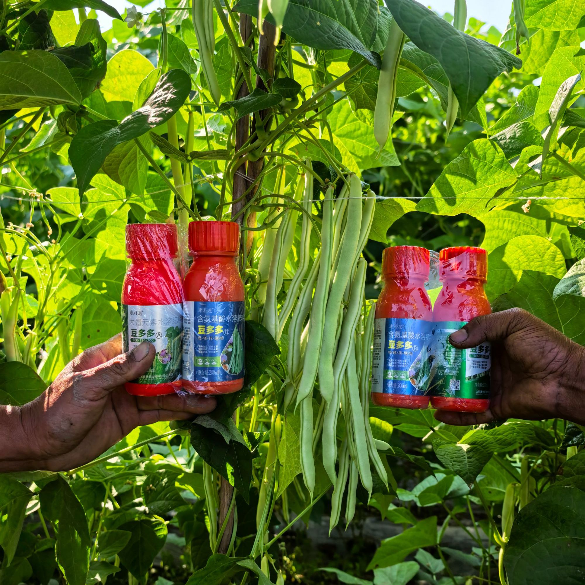 荷桂豆多多AB组合豆子促根壮苗，抗茬提质保花保荚，顺直增粗防油豆