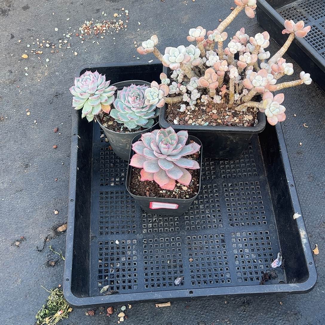@****3颗小老桩多肉植物脱土