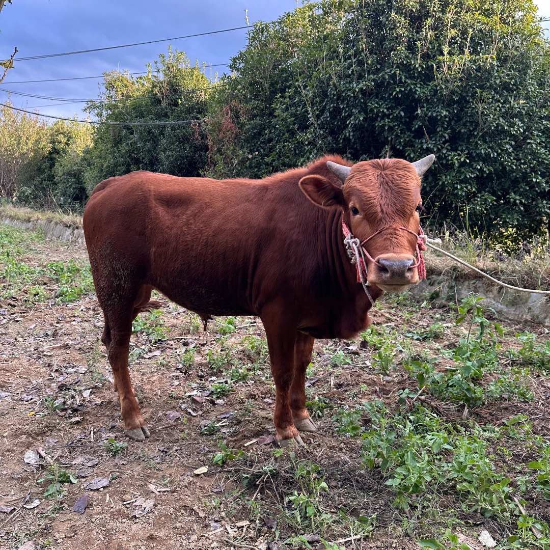 李憨憨专场（现称改价）贵州散养新鲜现切土黄牛肉