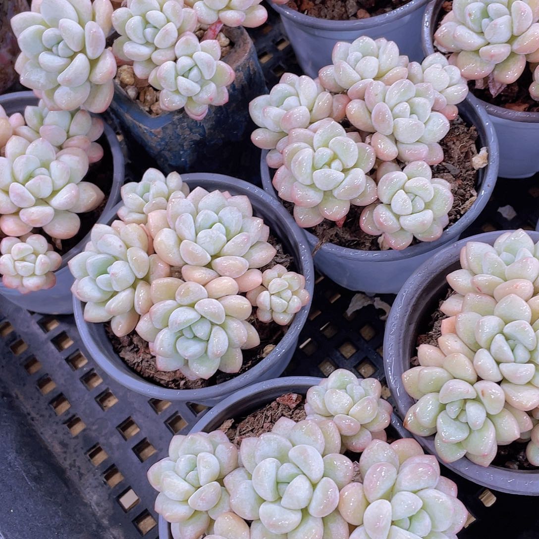 量拍125号 泡泡糖大群生五头起一个