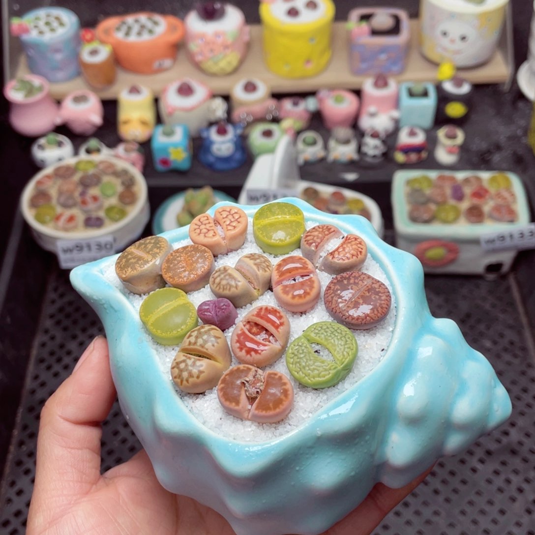 w9134 -零下地区拍保温箱-15支持寄养