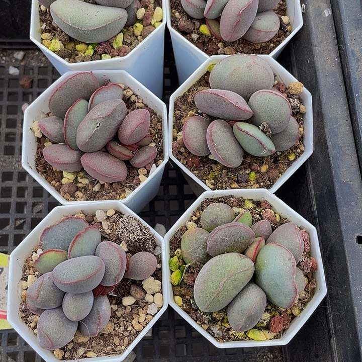 红蛋水泡带盆土发货