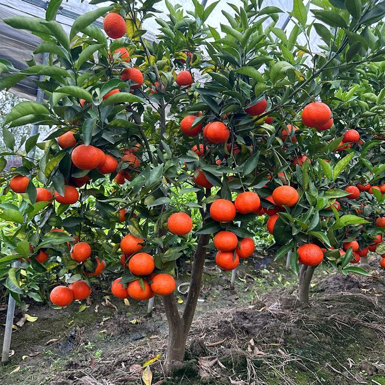 （一物一拍）正宗沃柑树绿植柑橘果树阳台庭院南方北方盆栽地栽
