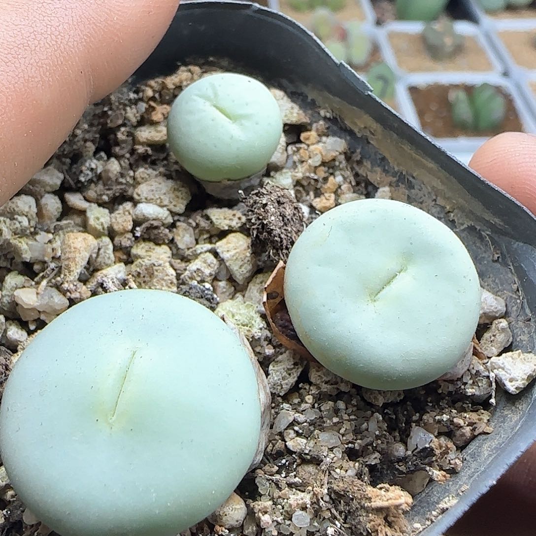 脱土年后发货23655