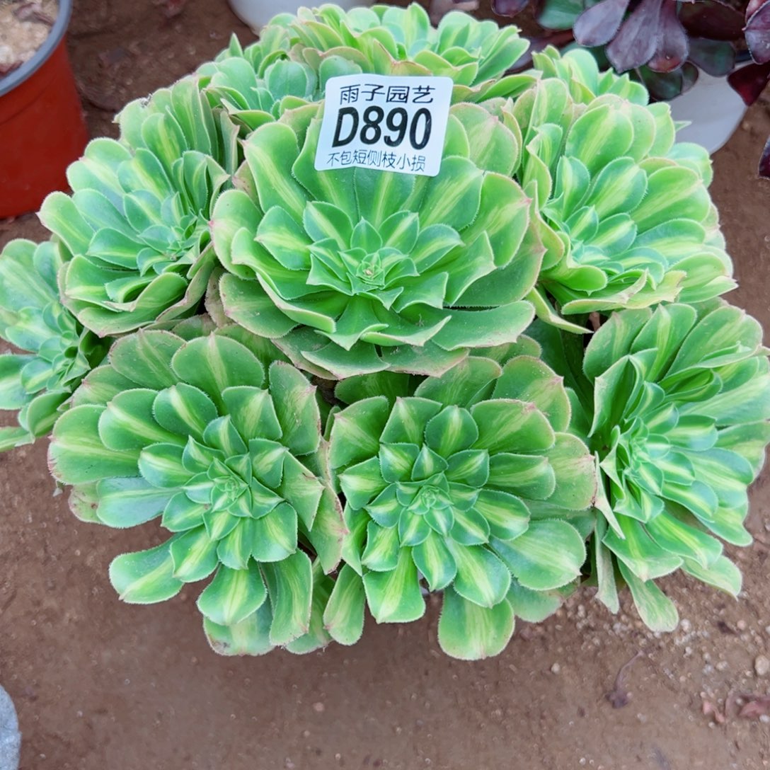 890翡翠琉璃雨子多肉植物
