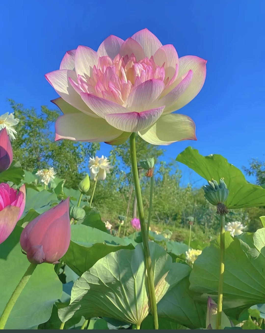 沉香C004鱼跃龙门挂多样性发一随机