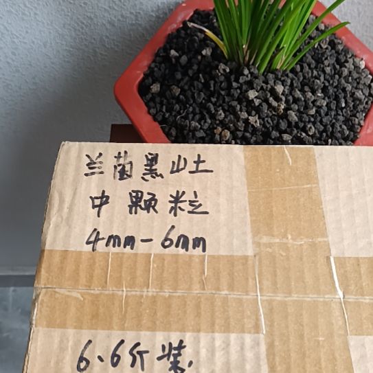 真***恒兰菌黑山土中颗粒6.6斤