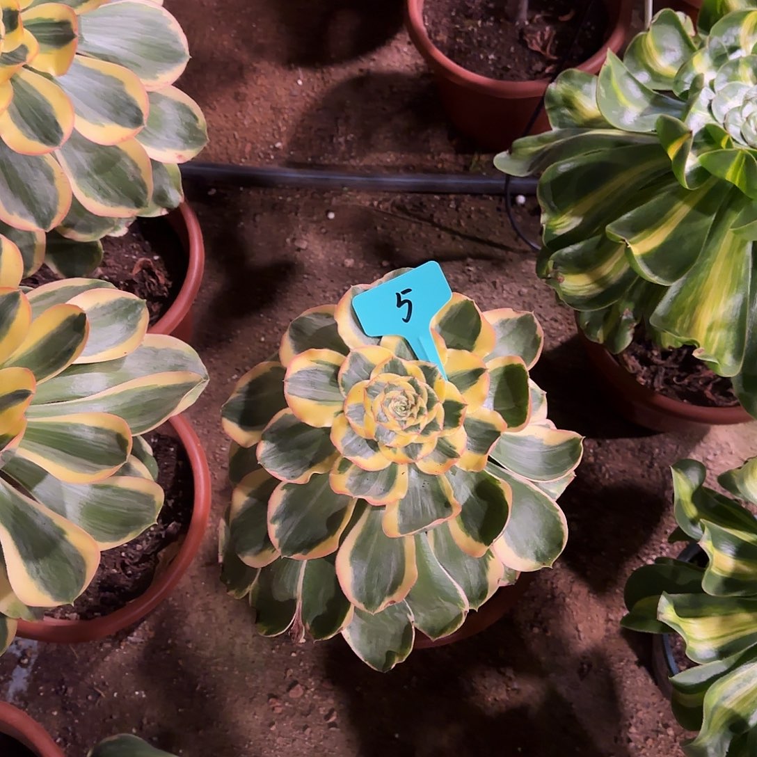 木*姐多肉植物王妃5号