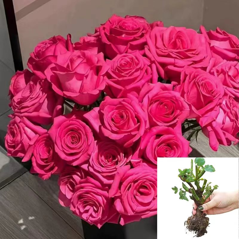 【佛洛依德】云南香水玫瑰修剪好养盆栽地栽室内室外大花大苗浓香